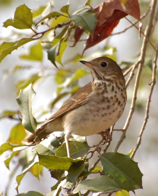 Hermit thrush resting on tree branch