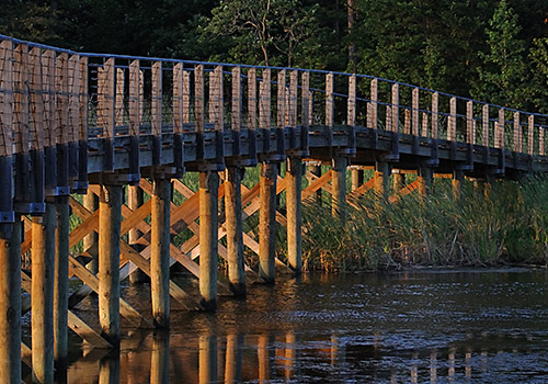 Bridge over water with cattails