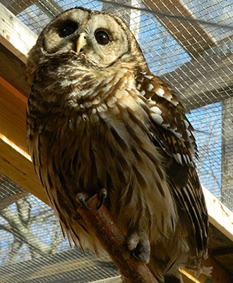 Barred owl