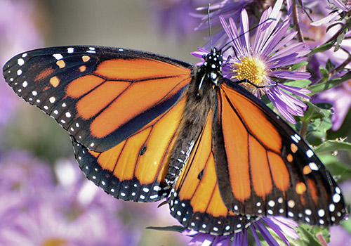 Butterfly on a purple flower