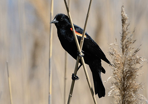 Small black bird with orange and white stripe on wing