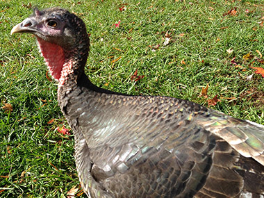 Side profile of turkey