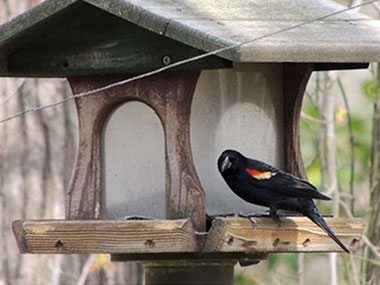 Feeding our Feathered Friends - Marshy Point Nature Center - Marshy
