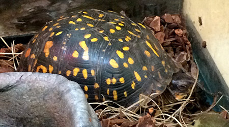 Painted turtle