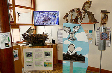 Bird Corner display including bird box, osprey nest, mounted specimens, and TV