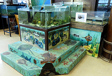 Touch tank with painted steps and walls around it