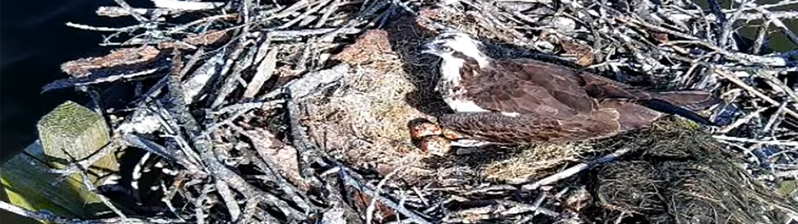 Osprey Nest Cam